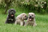 CANE CORSO 1066